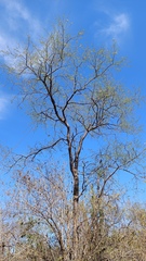 Havardia mexicana