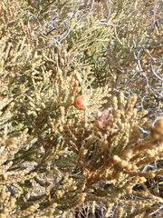 Juniperus pseudosabina
