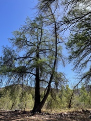 Taxodium mucronatum