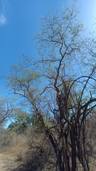 Havardia mexicana