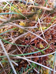 Sphagnum subnitens