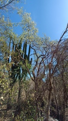 Havardia mexicana