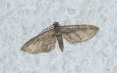 Eupithecia oxycedrata