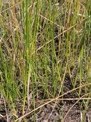 Fuirena scirpoidea