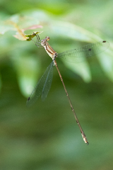 Lestes tenuatus