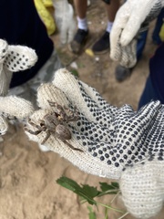 Palystes superciliosus
