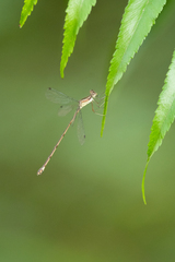 Lestes tenuatus