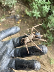 Palystes superciliosus