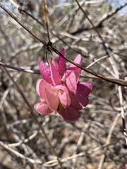 Ipomoea bracteata