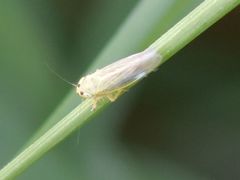Cicadula