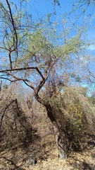 Havardia mexicana