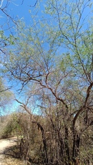 Havardia mexicana