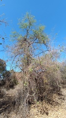 Havardia mexicana