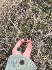 Gaillardia pulchella
