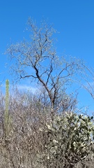 Havardia mexicana