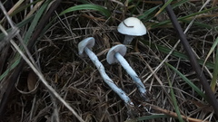 Stropharia pseudocyanea