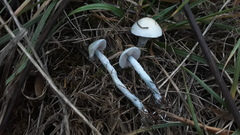 Stropharia pseudocyanea