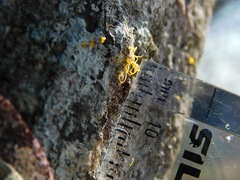 Quaternaria quaternata