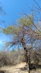Havardia mexicana