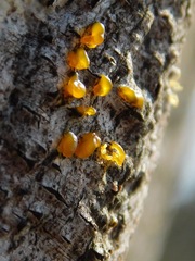 Quaternaria quaternata