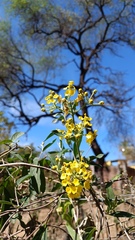 Callaeum macropterum