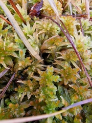 Sphagnum pulchrum