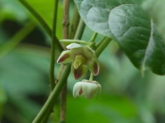 Cynanchum annularium