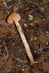 Battarrea phalloides