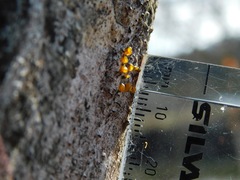 Quaternaria quaternata