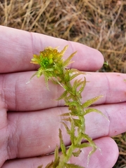 Sphagnum pulchrum