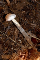 Battarrea phalloides