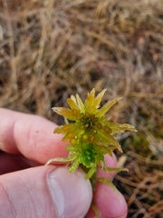 Sphagnum pulchrum