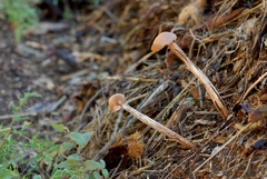 Battarrea phalloides
