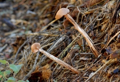 Battarrea phalloides