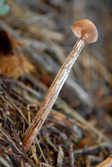 Battarrea phalloides