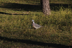 Columba palumbus