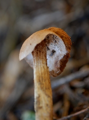 Battarrea phalloides