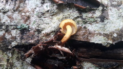 Pleuroflammula tuberculosa