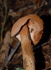 Battarrea phalloides
