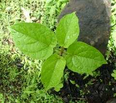 Cynanchum annularium