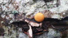 Pleuroflammula tuberculosa