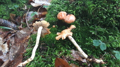 Pyrrhulomyces astragalinus