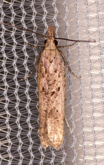 Dichomeris ligulella