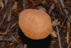Battarrea phalloides