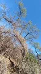Havardia mexicana