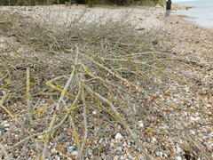 Populus