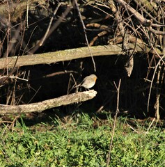 Erithacus rubecula