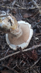 Suillus viscidus