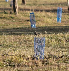 Phoenicurus ochruros