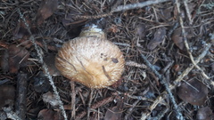 Suillus viscidus